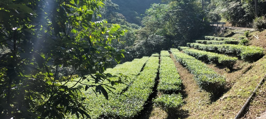 四崁水-桂山路197巷-171巷O型走封面圖