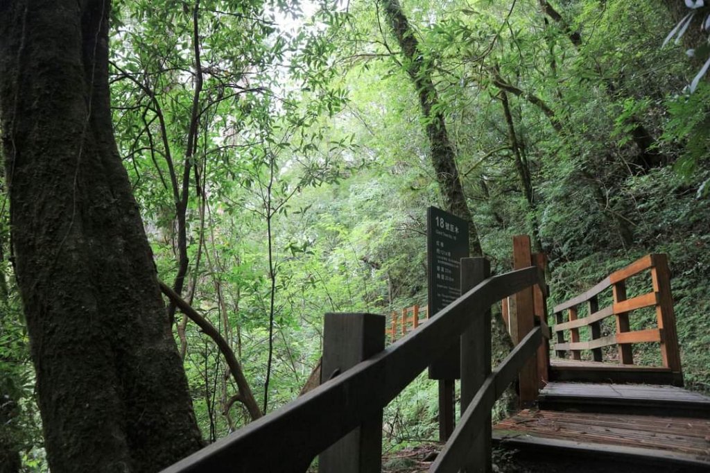 〔桃園復興〕拉拉山巨木，史詩級魔幻森林，75公頃紅檜 扁柏森林浴_2237244