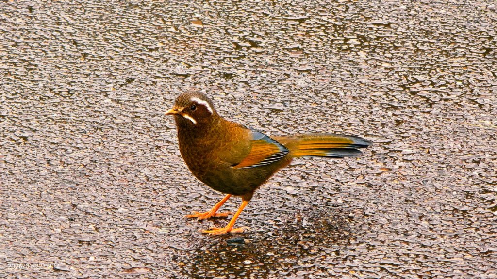 #太平山 #望洋山 #霧淞 1/22_2986044