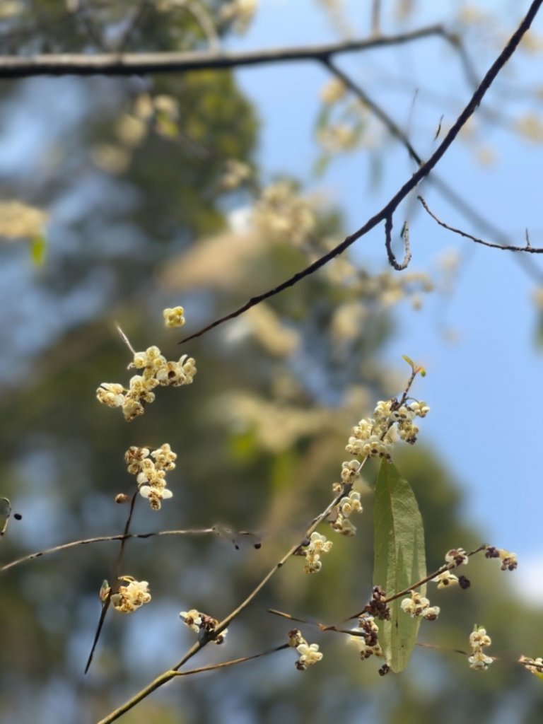 埔里六秀之關刀山_1313554