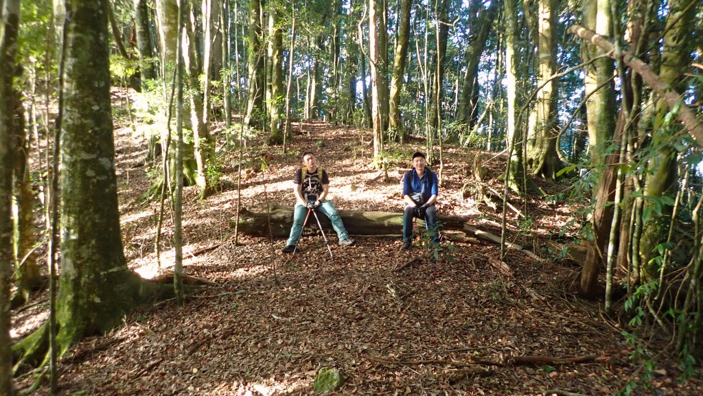 台灣最高如神般存在的大安溪倚天劍巨木探訪_2747954