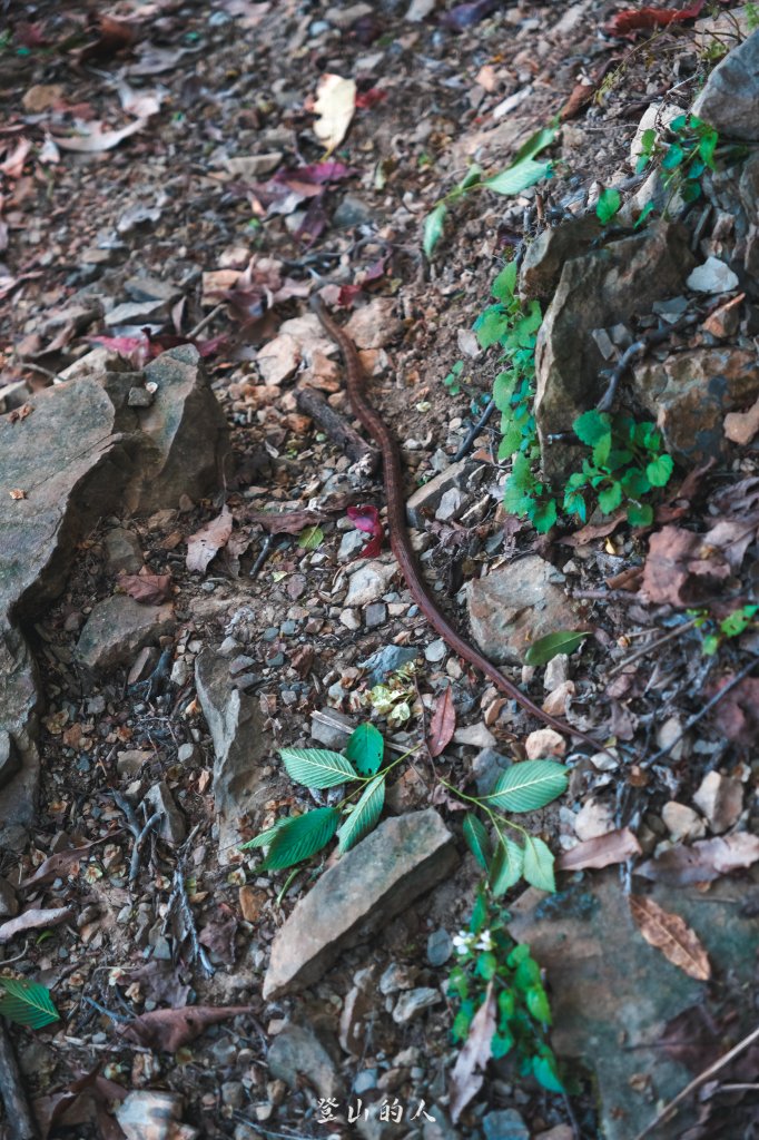 霞山鐵道野營_2843079