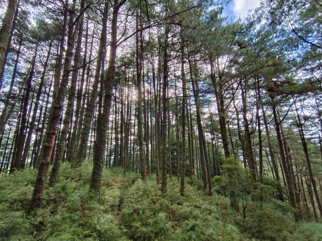 兩颱風之間空擋登屏風山巧遇保育類動物+出大景_2237890