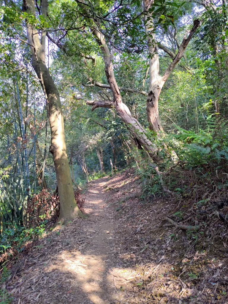 鶯歌石-牛灶坑山-孫龍步道O型_836900