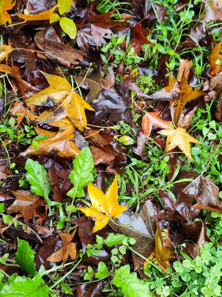 2026年元旦升旗快閃七星順探紫明溪_2973993