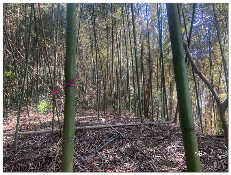 后里 七星山 新發現基石_2990051