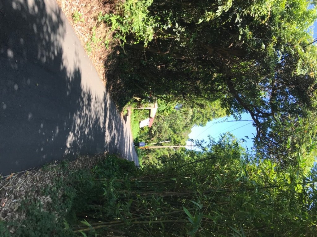 2023新北市新莊區青年公園步道、樟腦寮步道上林口A7_2209716