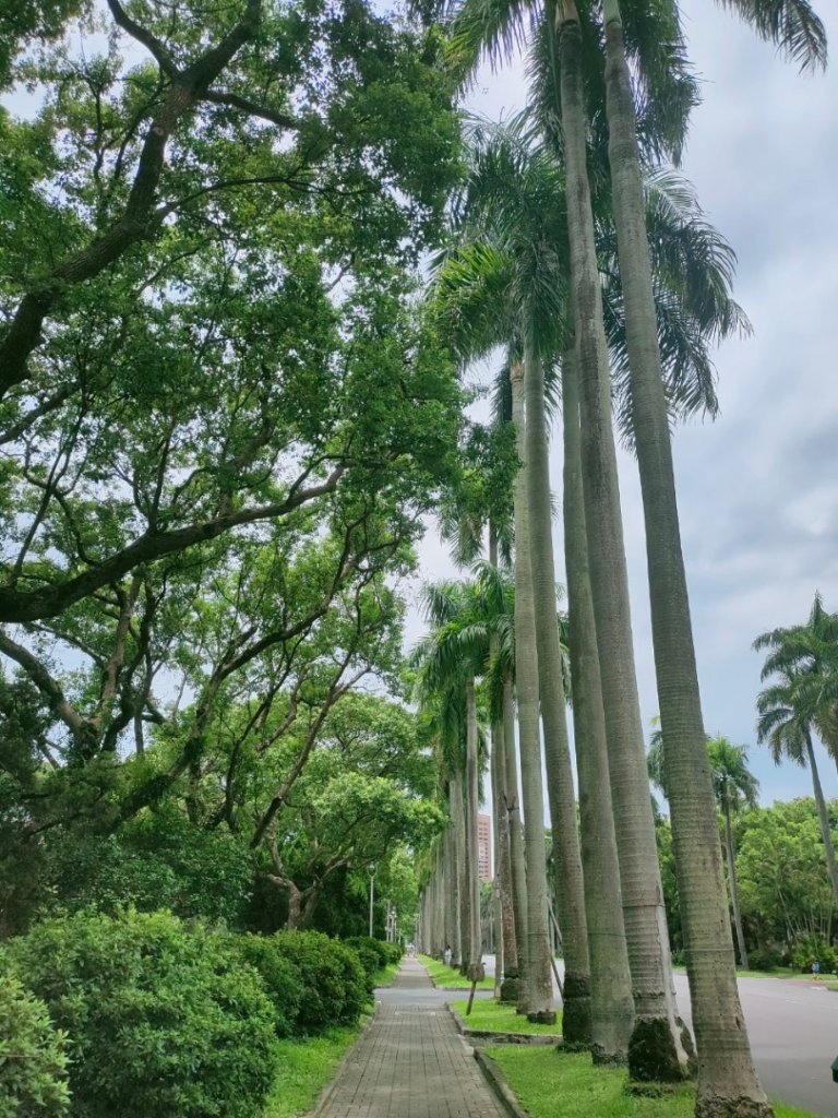 ［健康大穀東，台北趴趴走］（17~18）：台大椰林大道，台大舟山路（2023/7/29）_2239795