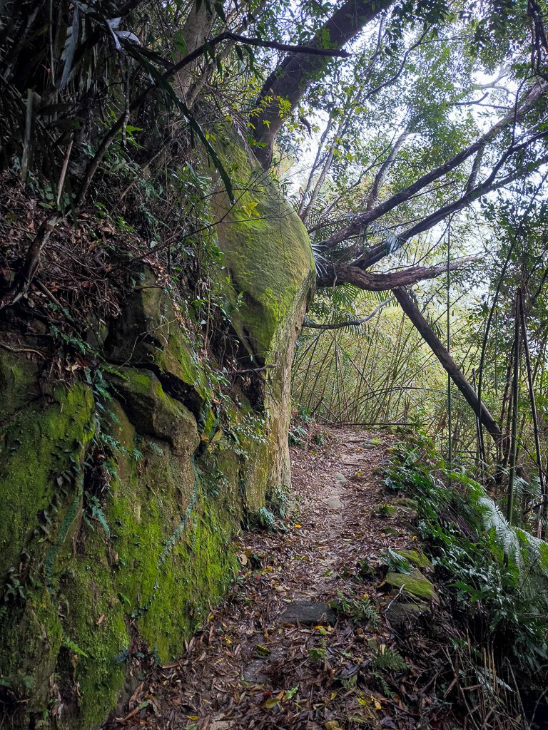 2025-03-08 汶水三山：金童山、汶水山、玉女山 連走_2736496