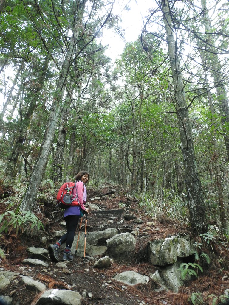 20200315 迷霧森林-馬崙山_883842