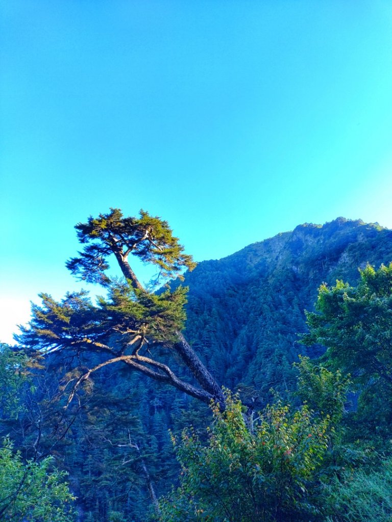 🐟合歡溪步道上 ⛰️合歡西峰✨_1813463