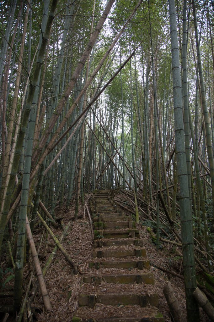 步道巡訪員│四大天王山步道一月巡訪日誌_817810