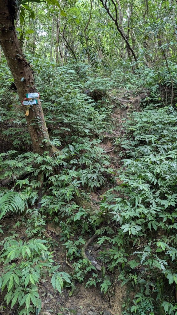 113.06.22坪溪古道-石坑山之旅_2533788