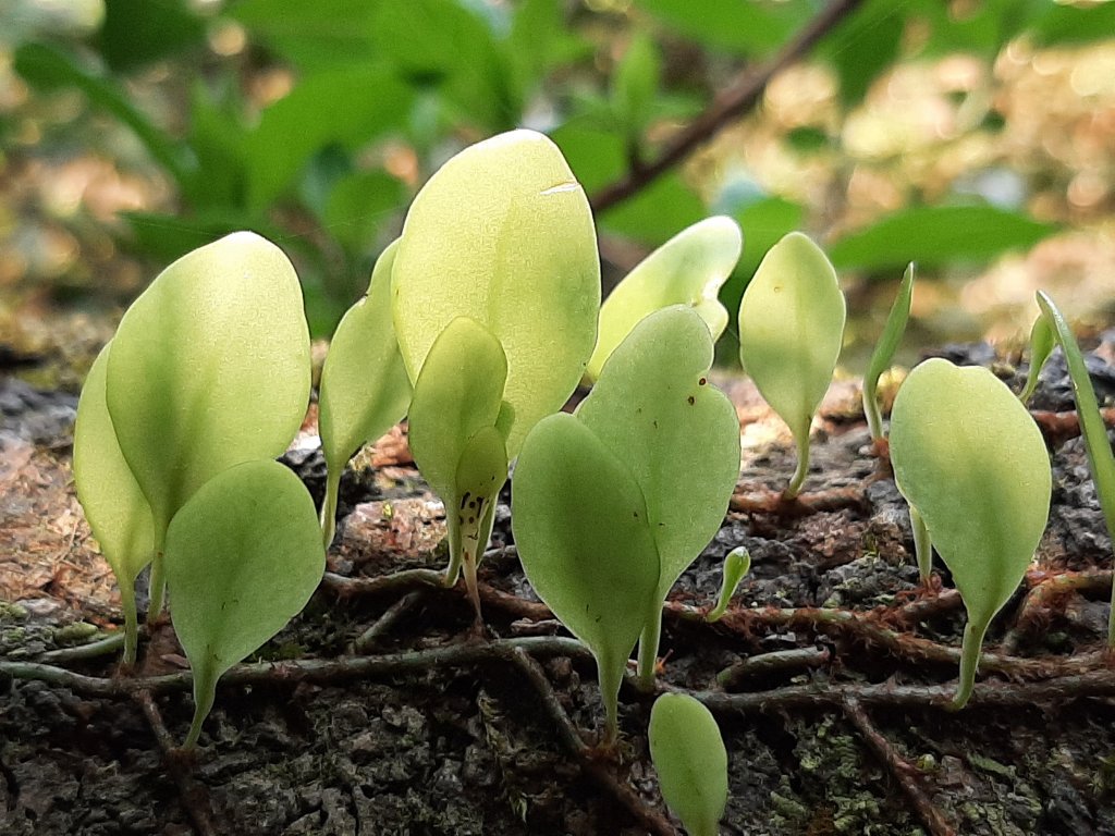 漫步枕頭山。竹子湖漫漫而行_1317378