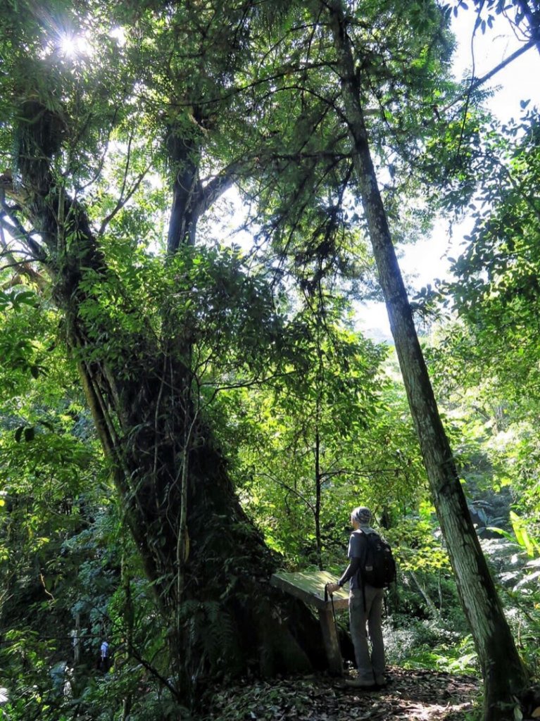 小百岳#37～馬那邦山 _976639