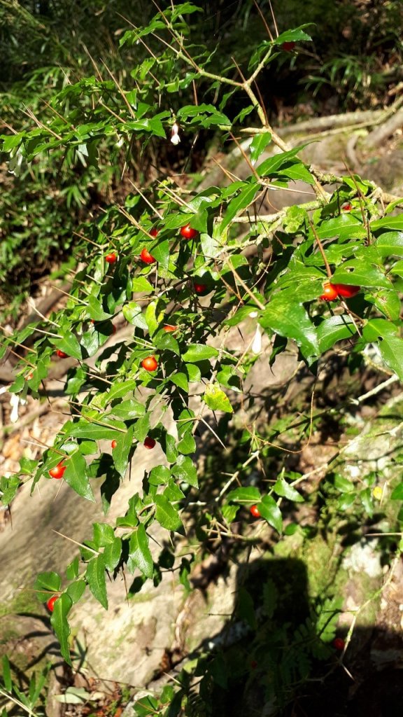 2019 03 28 哈加縱走_553887