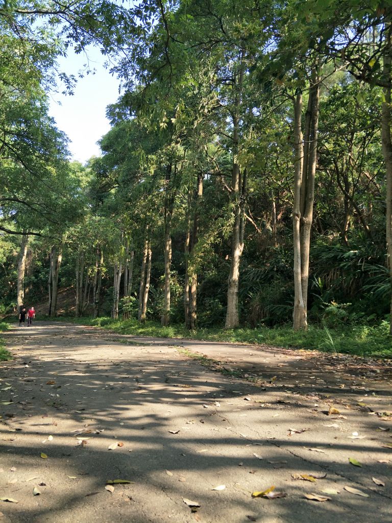 2018 04 18 咬人狗坑登山步道(三汀山)_314140