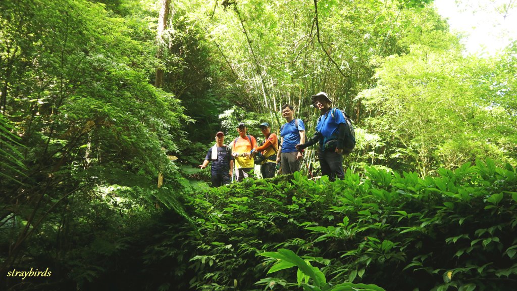 樟之細路~走一條有溫度的步道_690900