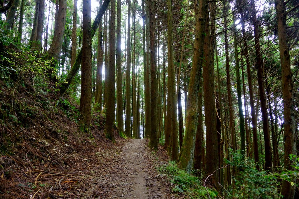 檜山巨木森林步道_481524