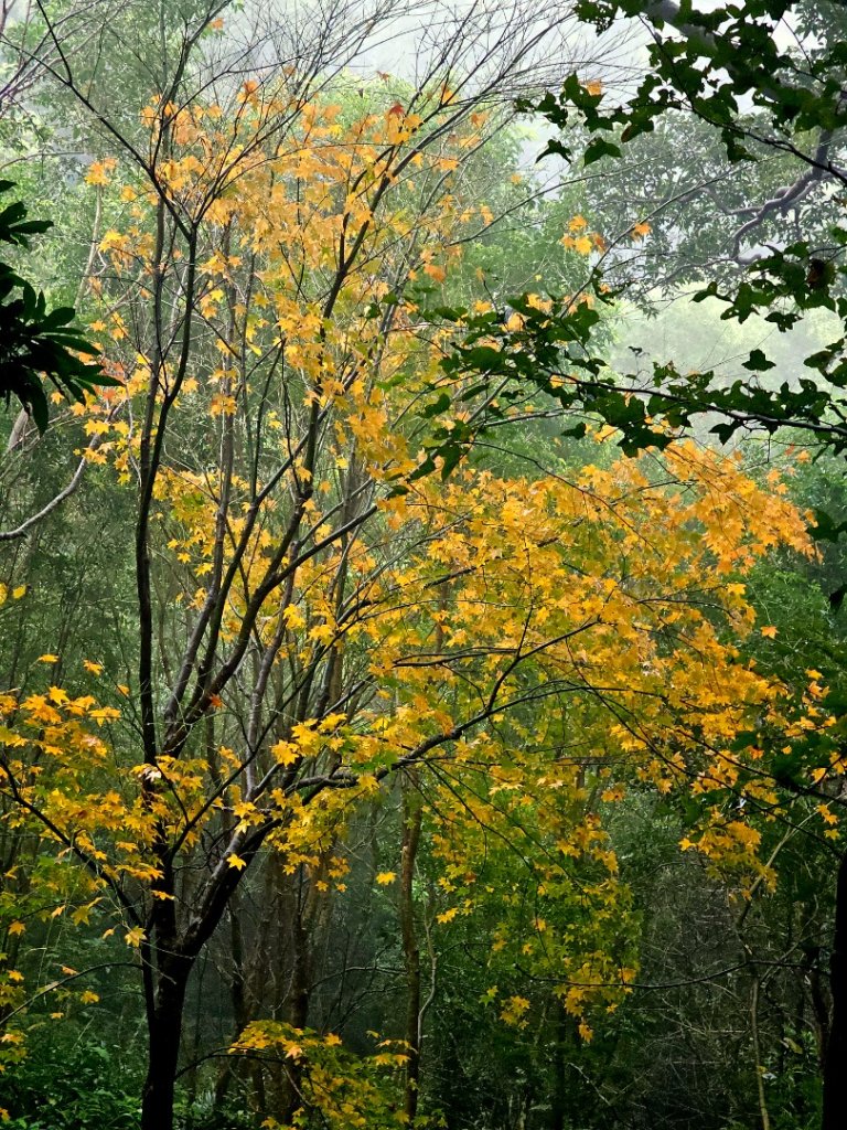 2025臺北大縱走第一段：關渡至二子坪_2973530