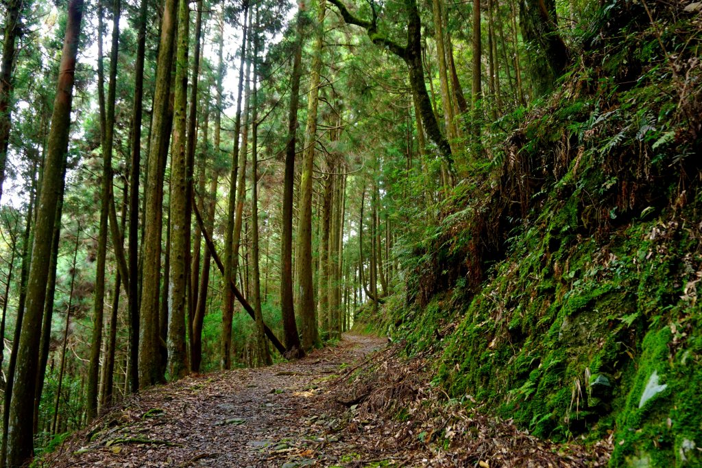 檜山巨木森林步道_481544