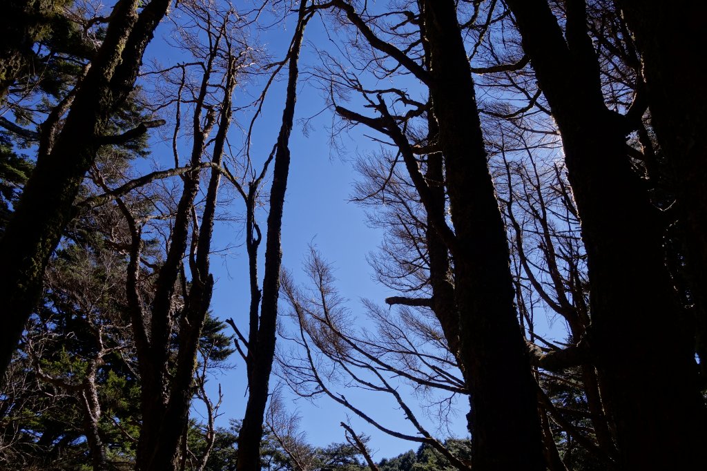 荊棘海[南一段+南橫三星]_871904