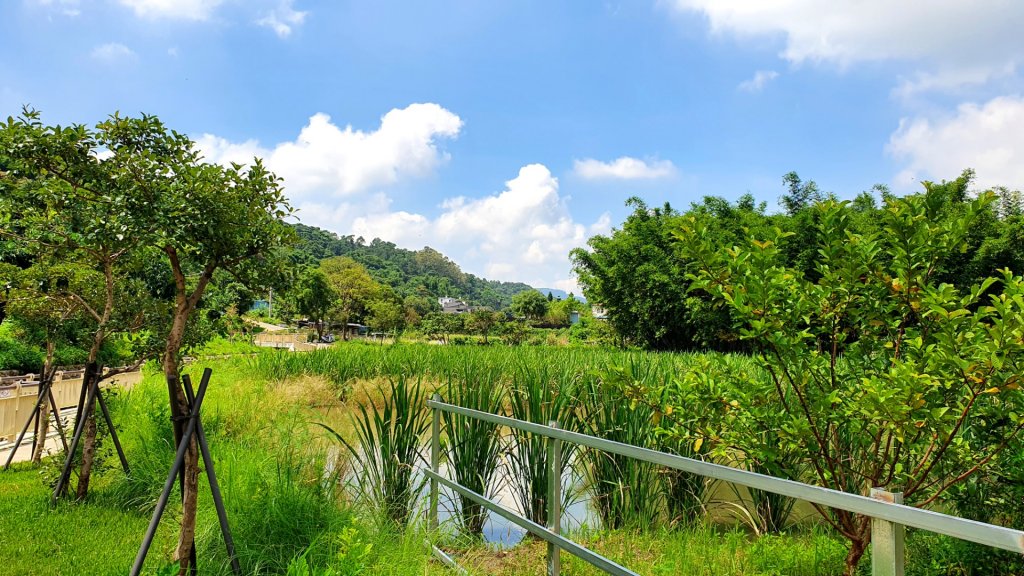 桃園東眼山，親子峰，尾寮崎古道，小角仔古道，街口溪步道，三峽阿屘尖，神木尖，牛角尖，牛角坑山_1757493