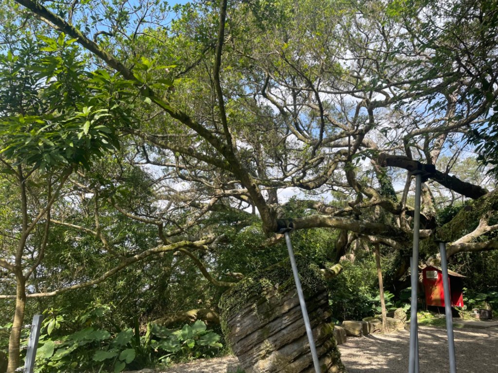 鶯桃縱走_2441626