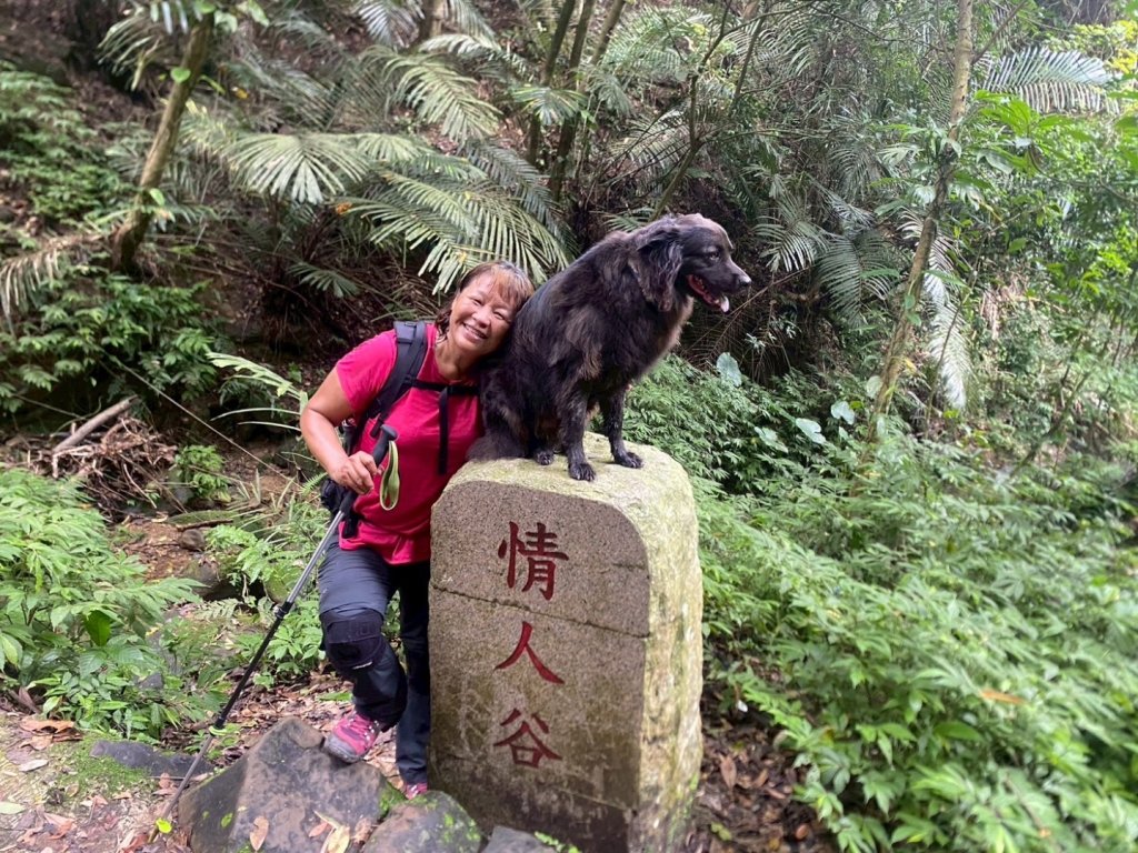 苗栗縣獅潭鄉鳴凰古道O型縱走_2803661