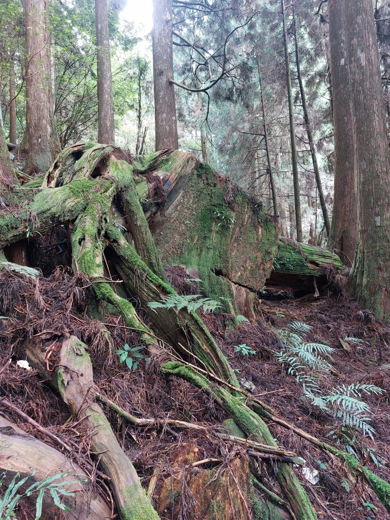 神阿縱走2022/7/31_1786216