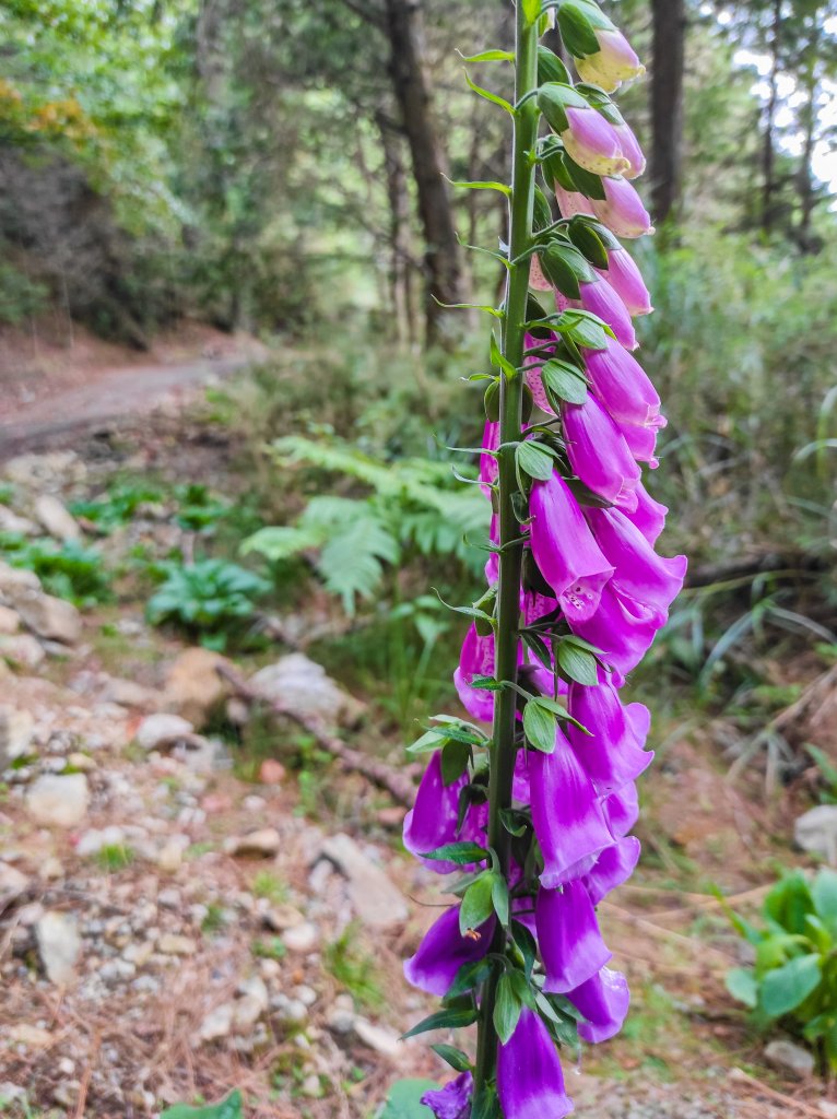 北三錐山_1491705