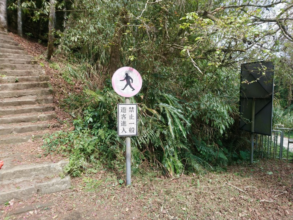 溪頭 南鳳凰山 天文台 神木O型 _869857