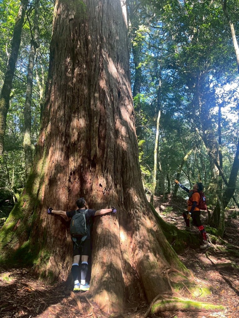 新竹 尖石 鎮西堡巨木群步道A線巨木群 毒龍潭_2885019