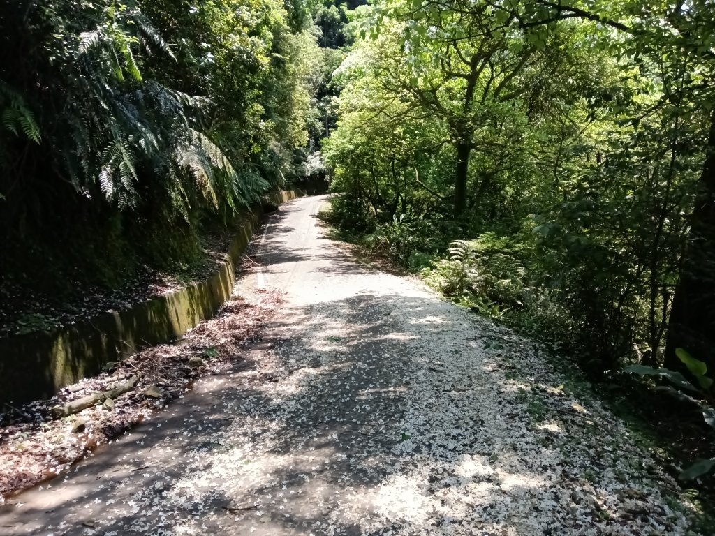 汐止區夢湖秘境桐花夢幻_2773515