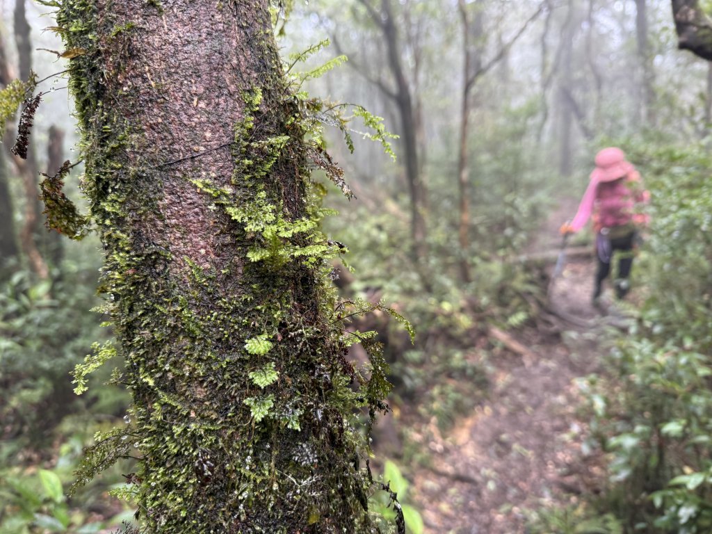 山毛櫸掉光光的 卡保逐鹿O繞 20251115_2937457