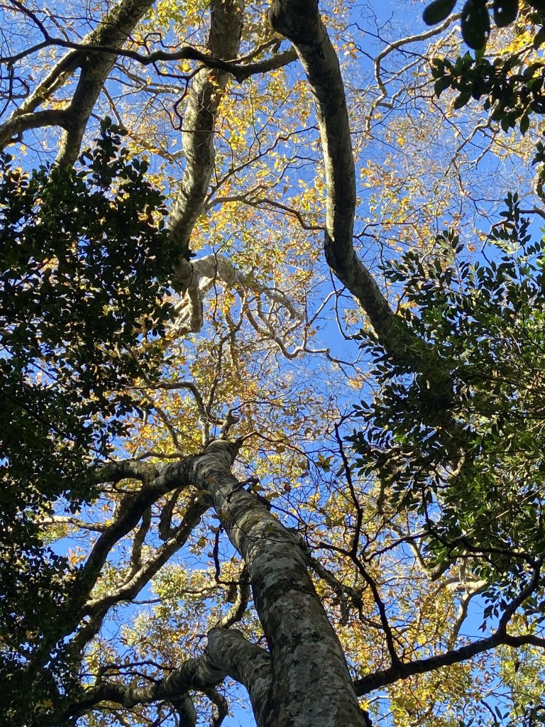 114.11.16 北得拉曼追黃金山毛櫸_2937897