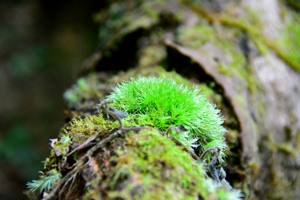 灣潭古道深潭之美&願山友發揮愛心護持百年土地公廟_1789008