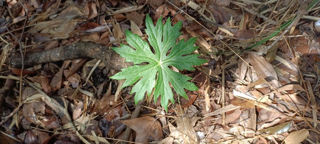 20240228_那羅山步道_2441043