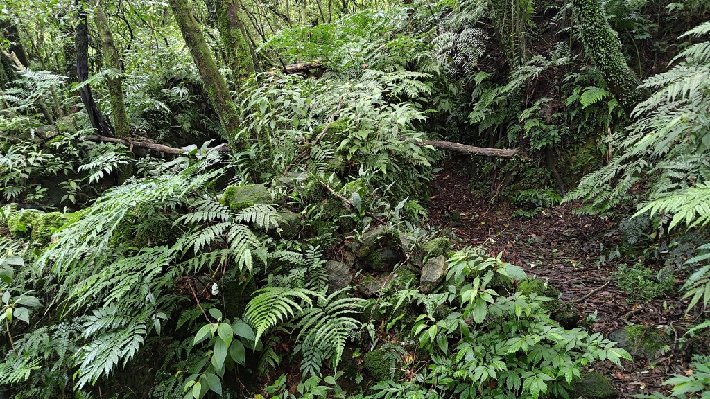 楊廷理古道_2814583