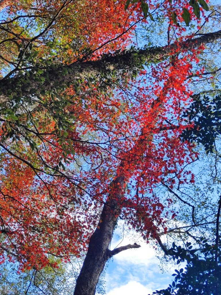 霞喀羅古道全線解鎖（石鹿到養老）_2961017