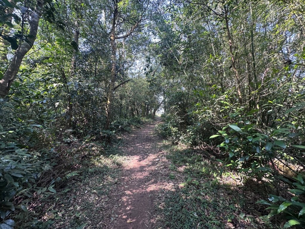 挑炭古道｜三通嶺古道_2730429