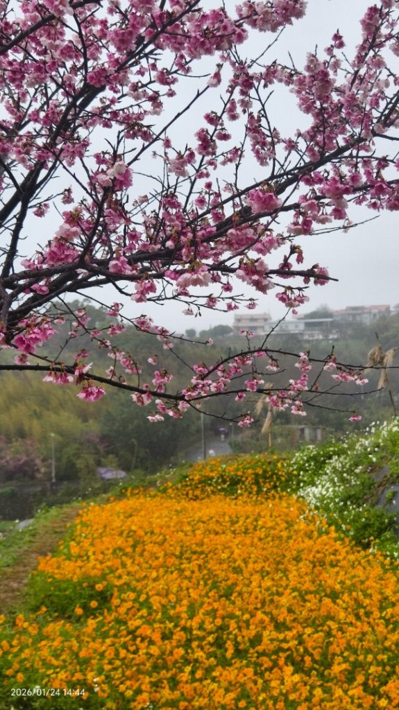 #平菁街 #鵝尾山梯田 #廣佑聖王廟 #寒櫻巷 #夕陽 1/24&25_2987070