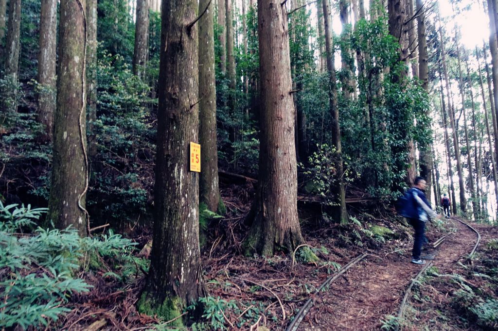 苗栗。加里山 大O型 2018.03.1_293851