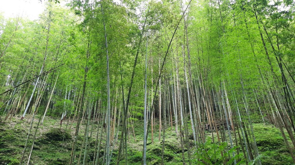 《嘉義》悠晃水社寮｜四大天王山步道O繞20220710_1759224