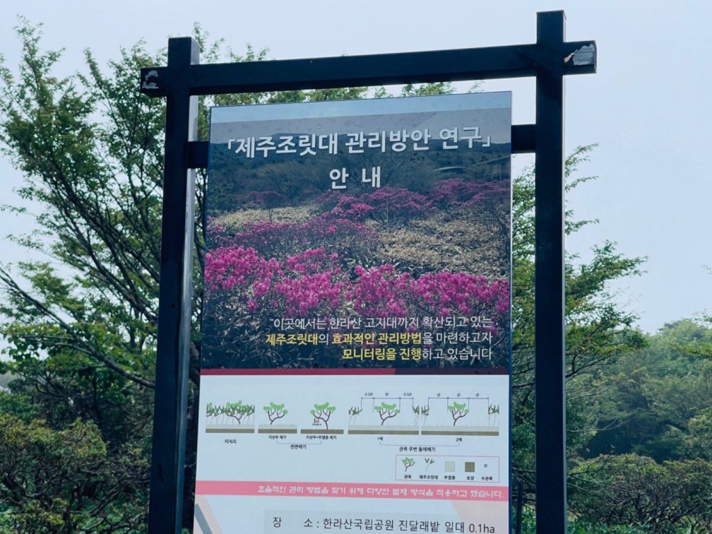 1140811 KR 漢拏山杜鵑花田避難所-紗羅岳觀景臺_2860173