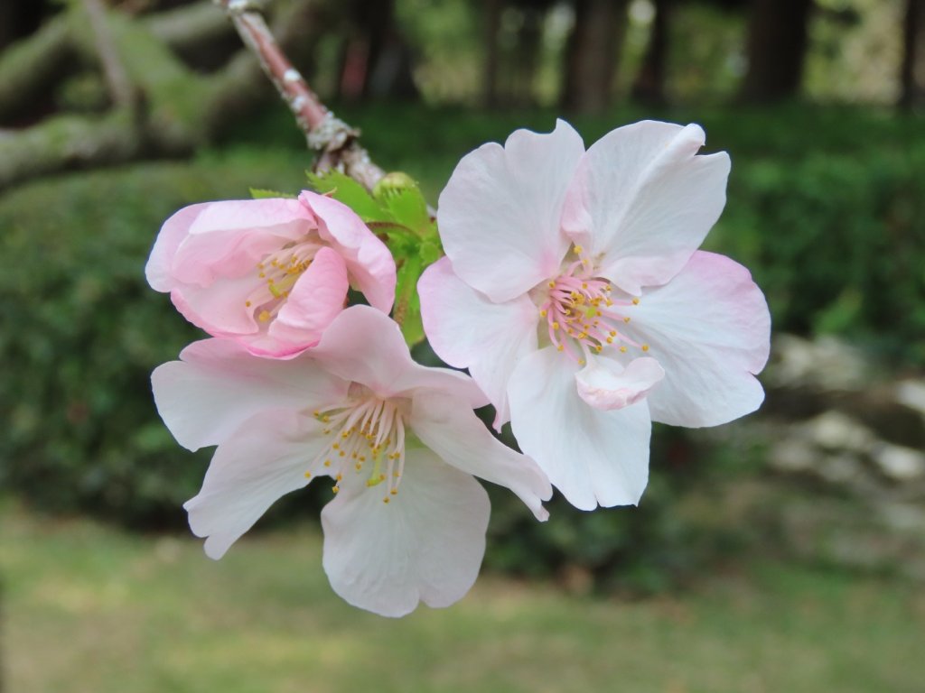 ［六窟櫻花+中正紀念堂櫻花］（2024/2/20）_2437613