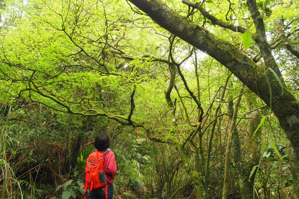 漫步枕頭山。竹子湖漫漫而行_1317236