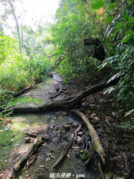 【嘉義。大埔】手腳並用之無止盡的攀爬~回憶一次就夠了。 小百岳集起來。編號65小百岳~三腳南山_1485434