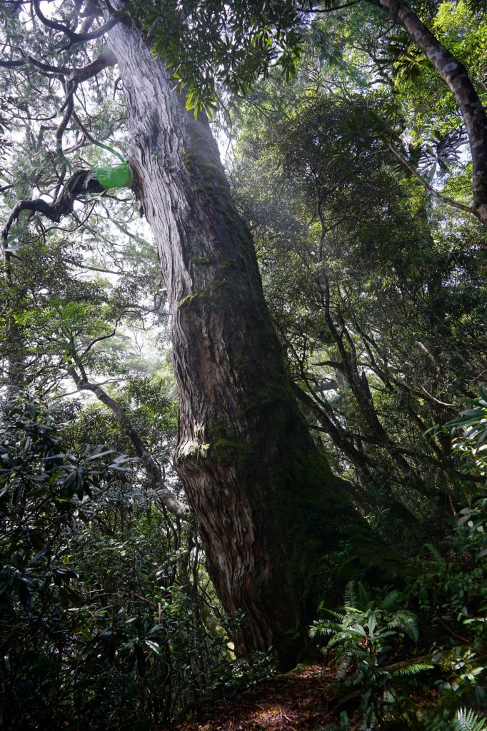 【森林有氧】【低陸山】封面圖