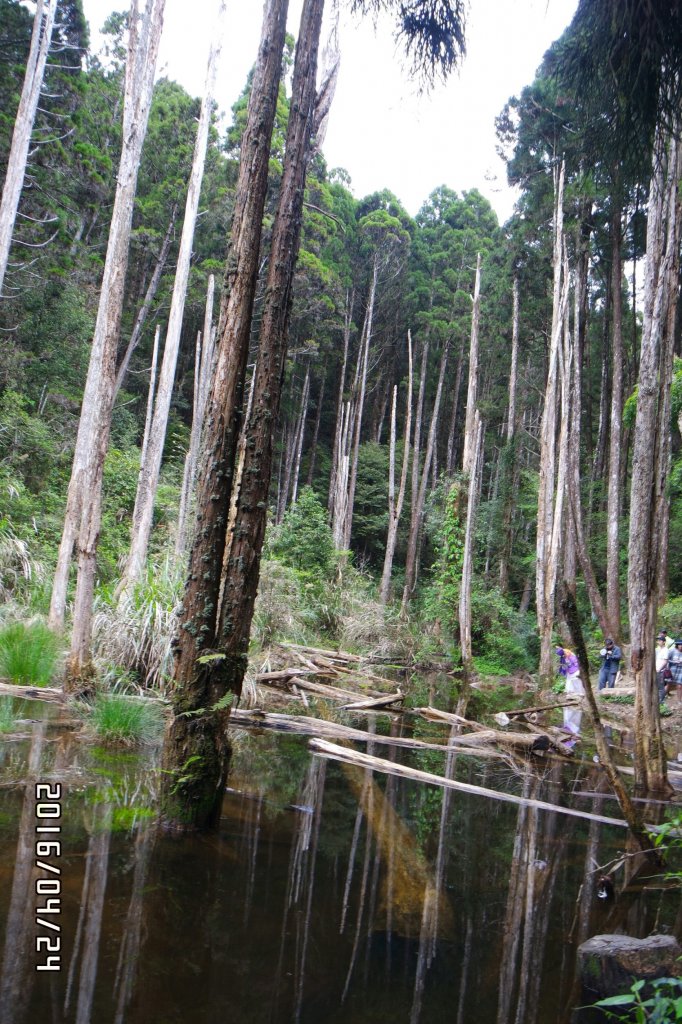 20160424_金柑樹山忘憂森林_872621